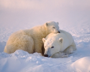 Endangered polar bears